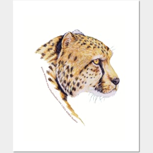 Cheetah Love Posters and Art